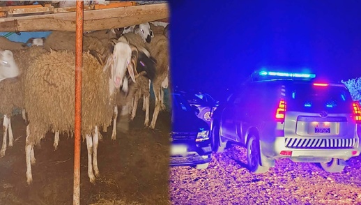 الأخبار55