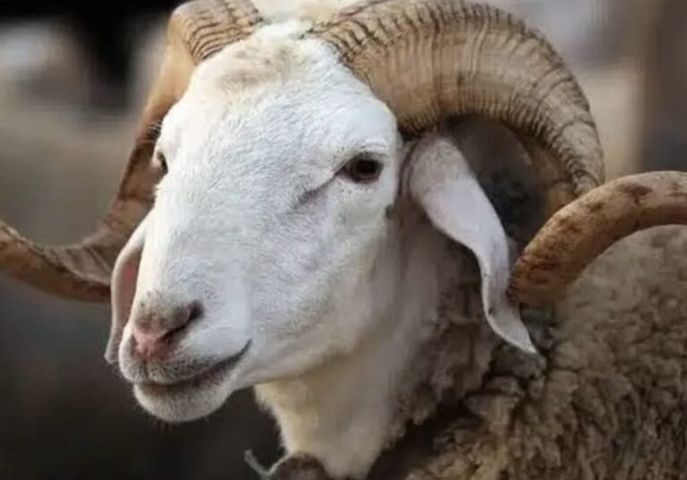 الأخبار55