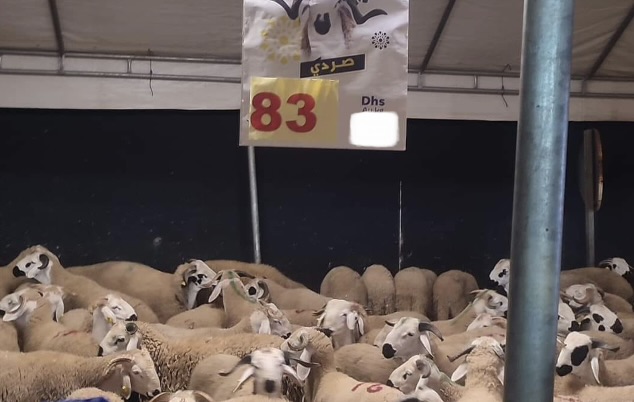 الأخبار55